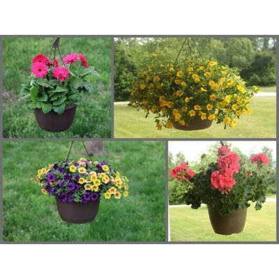 Rockwell Farms Annual Hanging Basket, 1.5 gal.