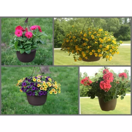 Rockwell Farms Annual Hanging Basket 1.5 gal. Hanging Baskets