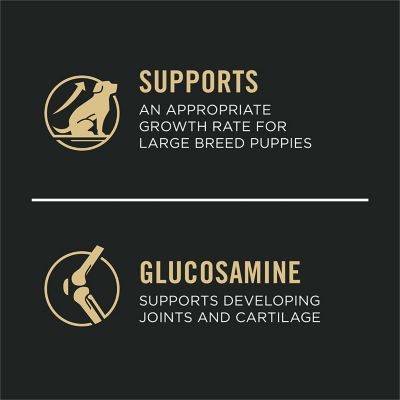 Image showing  Focus Large Breed Puppy Chicken and Rice Recipe Dry Dog Food