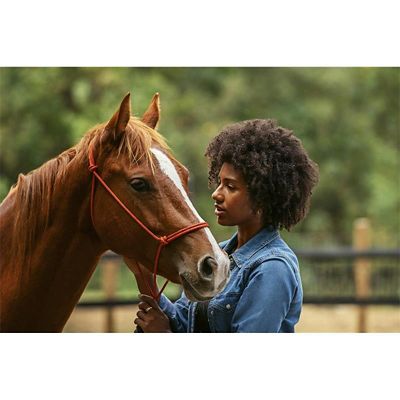 Image showing  Equine Dewormer Gel