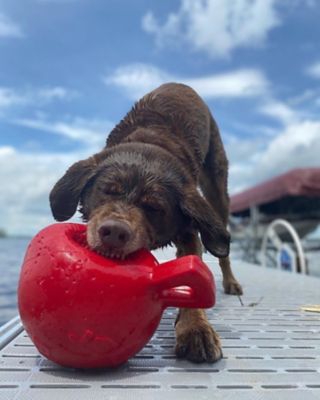 Image showing  Jolly Ball Dual Dog and Horse Toy, 8 in.