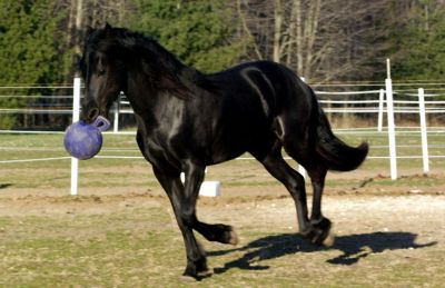 Image showing  Jolly Ball Horse Toy, 10 in.