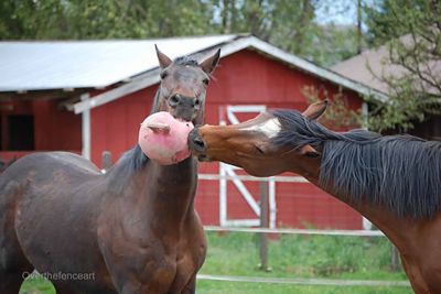 Image showing  Jolly Ball Horse Toy, 10 in.