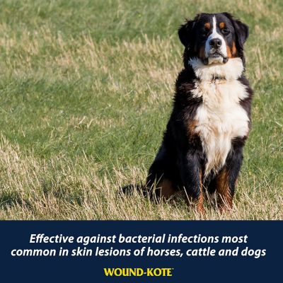 Image showing  Wound-Kote Blue Lotion Spray Wound Dressing for Horses, Cattles and More, 7 oz.