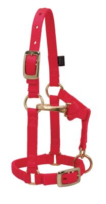 Weaver Equine Miniature Horse Halter with Adjustable Chin and Throat Snap, 5/8 in.