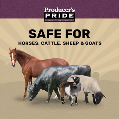 Image showing  Rolled Oats Grains Horse Feed, 50 lb. Bag