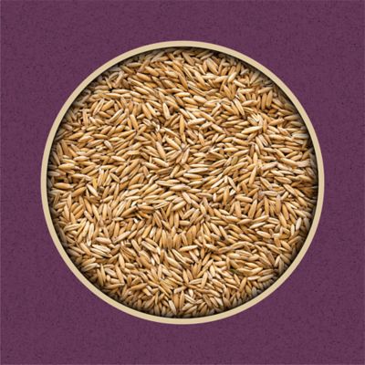 Image showing  Whole Oats Horse Feed, 50 lb. Bag
