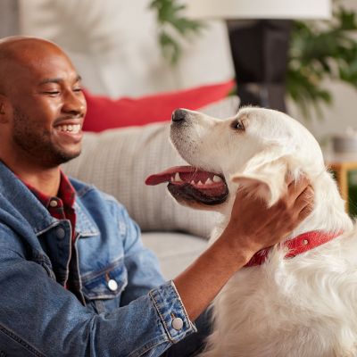 Image showing  Original Dog Biscuit Treats for Large Dogs, 10 lb.
