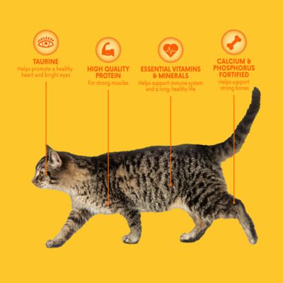 Image showing 1 th Paws & Claws Adult Indoor/Outdoor Delicious Mix Chicken, Salmon, Turkey and Tuna Formula Dry Cat Food