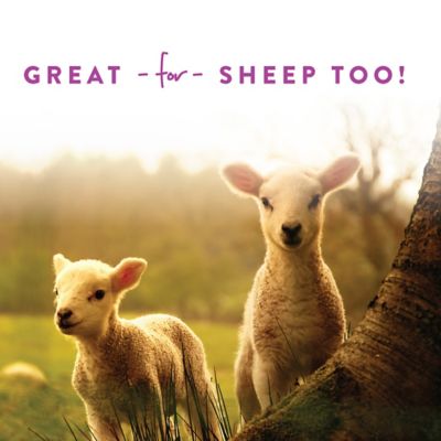 Image showing  Licorice Goat Treats, 6 lb.