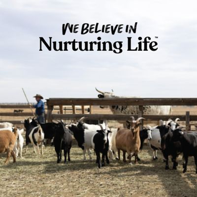 Image showing 6 th Manna Pro Licorice Goat Treats, 6 lb.