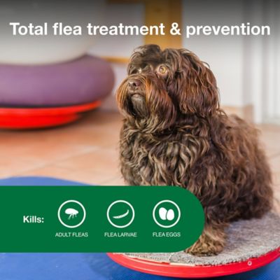 Image showing  II Flea Topical Treatment for Dogs, 6 Month Supply