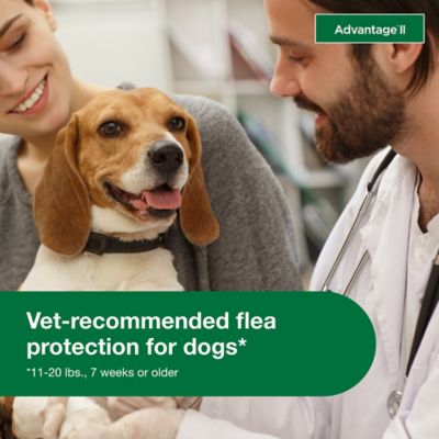 Image showing  II Flea Topical Treatment for Dogs, 6 Month Supply