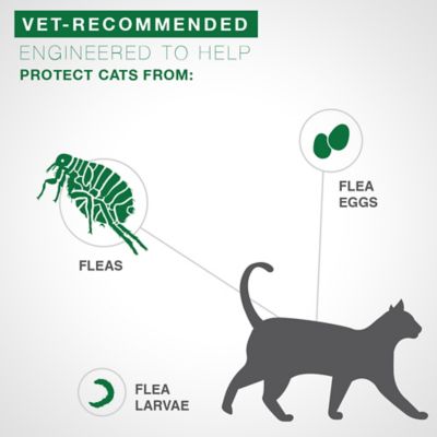 Image showing 5 th Advantage II Large Cat Vet-Recommended Flea Treatment and Prevention for Cats Over 9 lb., 4-Month Supply, 4 ct.