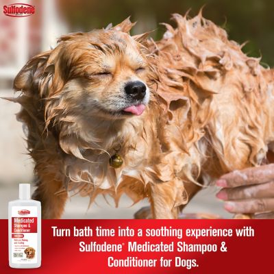 Image showing  Sulodene Medicated Shampoo, 12 oz.