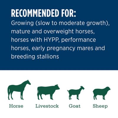 Image showing  Premium Western Forage Timothy Grass Compressed Hay Bale, 50 lb.