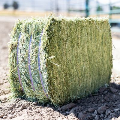 Image showing  Premium Western Forage Timothy Grass Compressed Hay Bale, 50 lb.