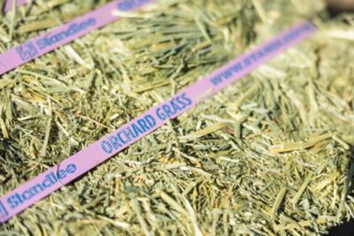 Image showing  Premium Orchard Grass Compressed Hay Bale