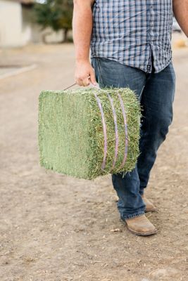 Image showing  Premium Orchard Grass Compressed Hay Bale