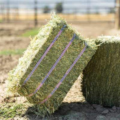 Image showing  Premium Orchard Grass Compressed Hay Bale
