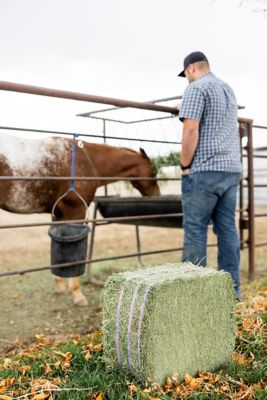 Image showing  Premium Orchard Grass Compressed Hay Bale
