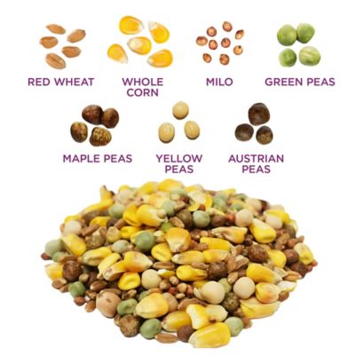 Image showing  Pigeon Feed with Whole Corn Bag