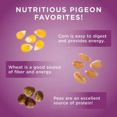 Image showing  Pigeon Feed with Whole Corn Bag