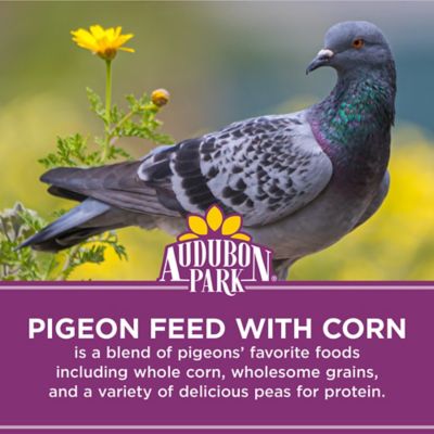 Image showing  Pigeon Feed with Whole Corn Bag
