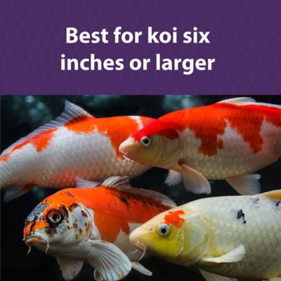 Image showing  Koi Platinum Nuggets Fish Food, 20 lb. Bag