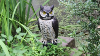 Image showing  18 in. Rotating Head Owl Animal Repeller
