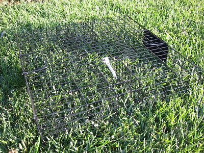 Image showing  Squirrelinator Squirrel Trap with Basin