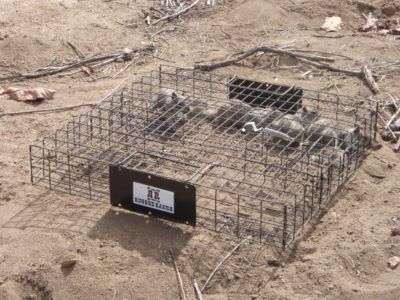 Image showing  Squirrelinator Squirrel Trap with Basin