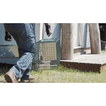 HOMESTEAD 32 Inch Live Animal Trap - Specialized for Raccoons, Opossums,  Groundhogs, Skunks, Feral Cats, Squirrels - Humane Way Catch & Release  Animal