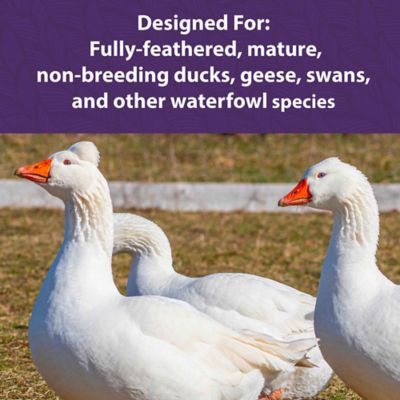 Image showing  Waterfowl Maintenance Pelleted Duck and Geese Food, 50 lb. Bag
