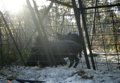 Image showing  3-Door Feral Hog Trap, 4 ft. x 8 ft. x 3 ft.