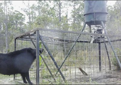 Image showing  3-Door Feral Hog Trap, 4 ft. x 8 ft. x 3 ft.