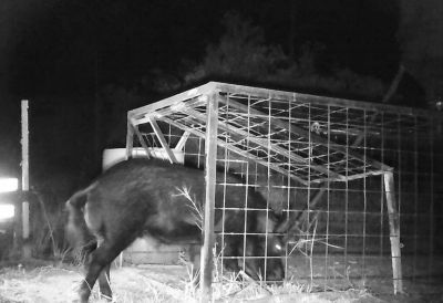 Image showing  3-Door Feral Hog Trap, 4 ft. x 8 ft. x 3 ft.