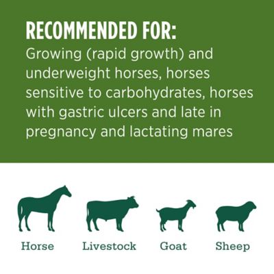 Image showing  Premium Western Forage Alfalfa Compressed Hay Bale, 50 lb.