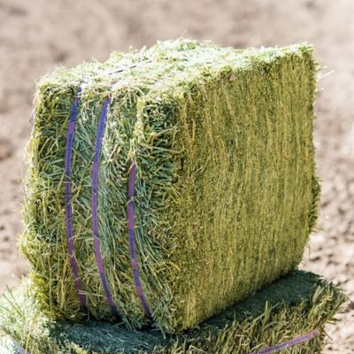 Image showing  Premium Western Forage Alfalfa Compressed Hay Bale, 50 lb.