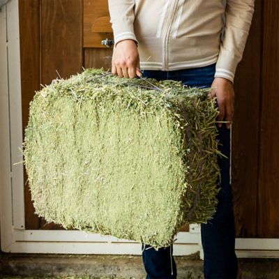 Image showing  Premium Western Forage Alfalfa Compressed Hay Bale, 50 lb.