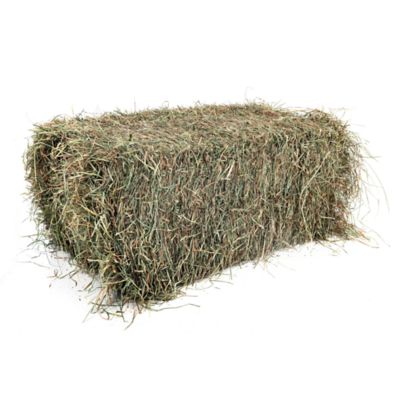 2-String Orchard Grass Mix Hay Bale