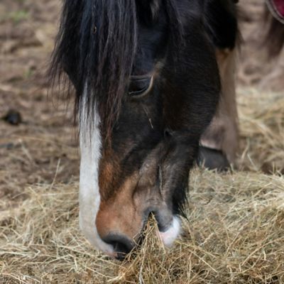 Image showing 2-String Orchard Grass Mix Hay Bale