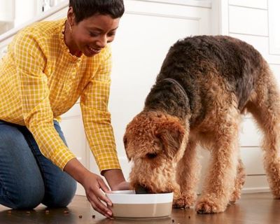 Image showing  Adult Fish and Brown Rice Recipe Dry Dog Food