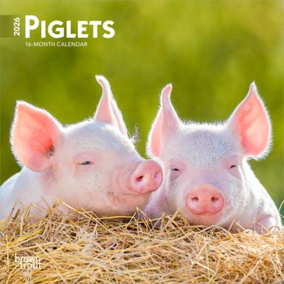 Browntrout Publishers 2026 Piglets Mini Calendar, 7 in. x 7 in.
