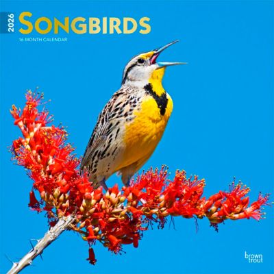 Browntrout Publishers 2026 Songbirds Square Flap FOIL Calendar, 12 in. x 12 in.