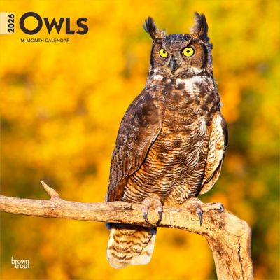 Browntrout Publishers 2026 Owls Square Flap Calendar, 12 in. x 12 in.