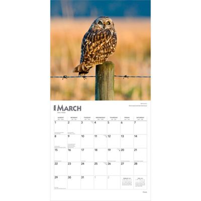 Image showing  2026 Owls Square Flap Calendar, 12 in. x 12 in.