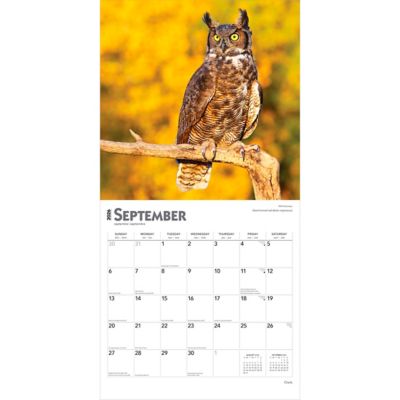 Image showing  2026 Owls Square Flap Calendar, 12 in. x 12 in.