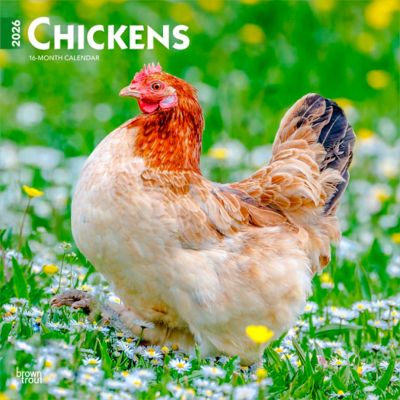 Browntrout Publishers 2026 Chickens Square Flap Calendar, 12 in. x 12 in.