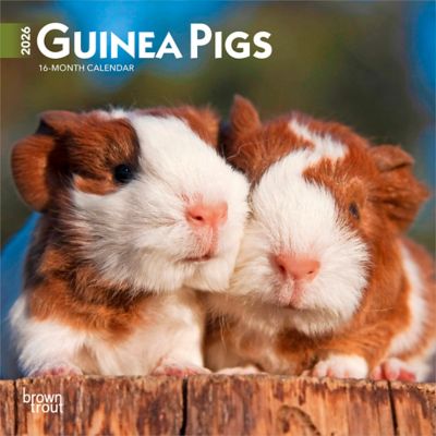 Browntrout Publishers 2026 Guinea Pigs Mini Calendar, 7 in. x 7 in.